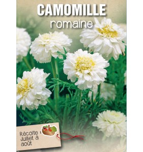 CAMOMILLE ROMAINE (DOUBLE)