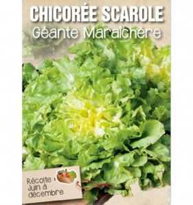 CHICOREE SCAROLE GEANTE MARAICHERE