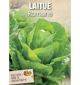 LAITUE ROMAINE