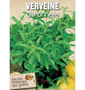 VERVEINE CITRONNELLE